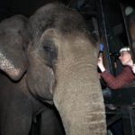 Artis olifant Win Thida krijgt contactlens